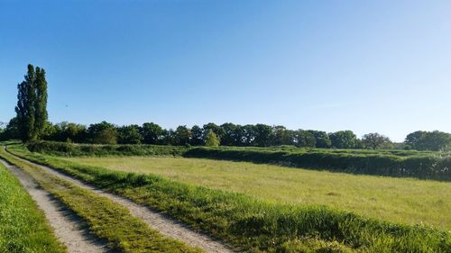 Scenic view of field against clear sky