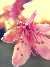 Close-up of pink flowers