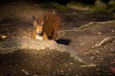 Squirrel on rock