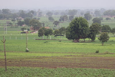 Scenic view of agricultural field