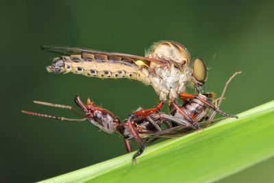 Close up of robberfly with prey