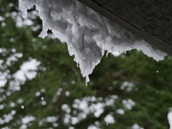 Close-up of snow on plant