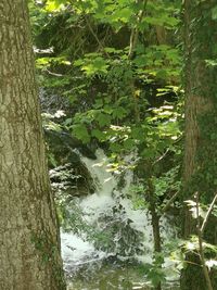 Trees growing in forest