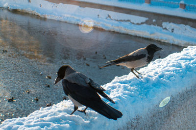 High angle view of birds in snow