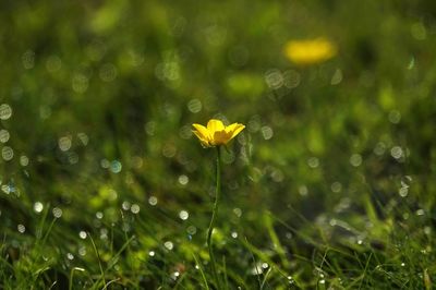 Close-up of wet yellow flower on field