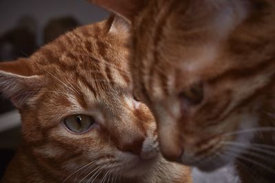 Close-up of a cat duo