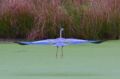 View of a bird flying over water