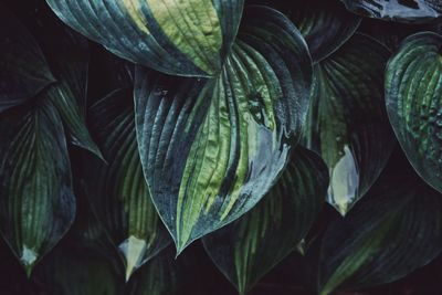 Full frame shot of leaves