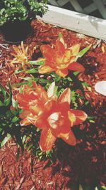 Close-up of red flowers