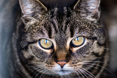 Close-up portrait of a cat