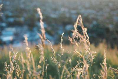 Close-up of stalks in field