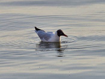 Duck swimming in lake