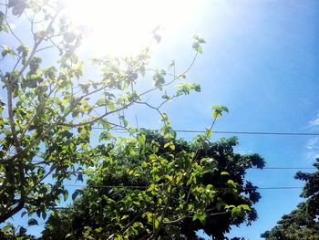 Low angle view of tree against sky
