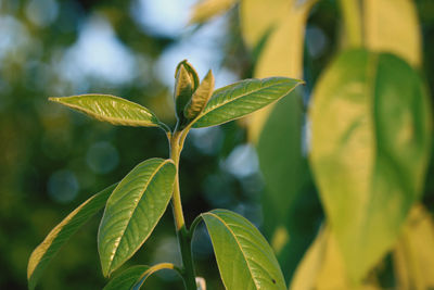 Close-up of green leaves