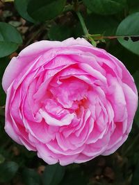 Close-up of pink rose blooming outdoors