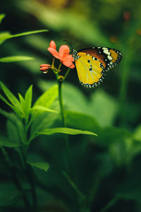 Close-up of butterfly pollinating on flower