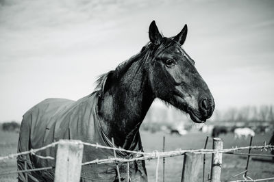 Close-up of horse on field against sky