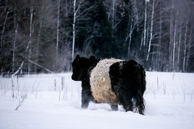 Dogs running on snow covered field