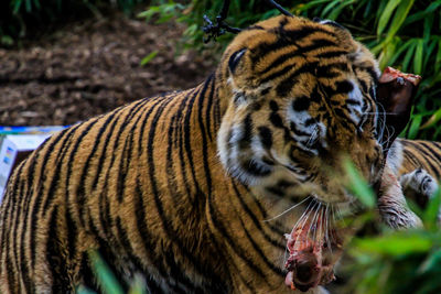 Close-up of tiger