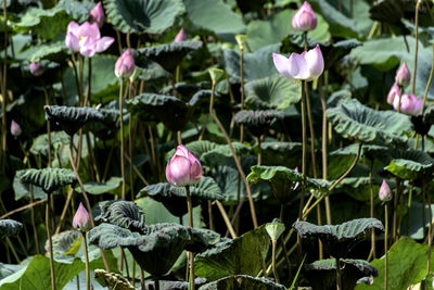 Close-up of pink lotus plants