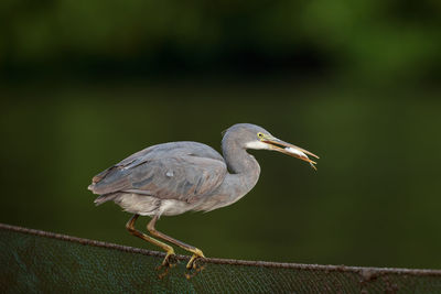 Close-up of bird perching on a railing