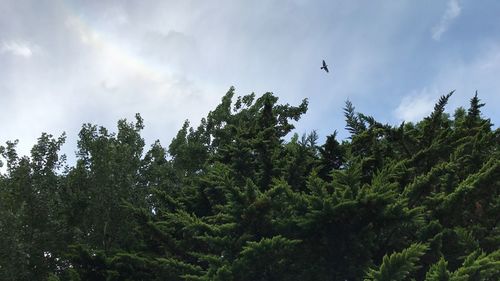 Low angle view of eagle flying in forest