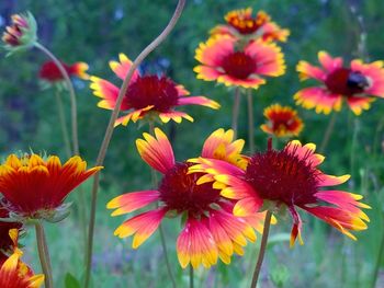 Close-up of red flower