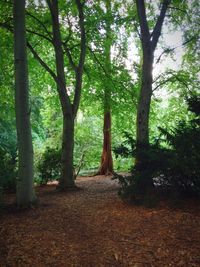 Trees in forest