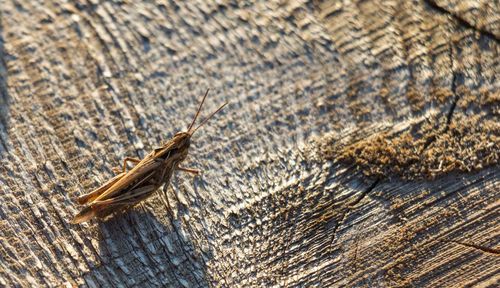 High angle view of grasshopper on wood