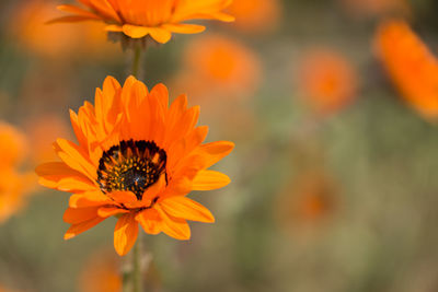 Close-up of orange flower