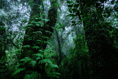 Low angle view of trees in forest