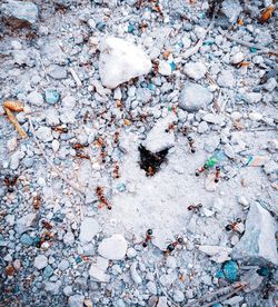 High angle view of cigarette on snow