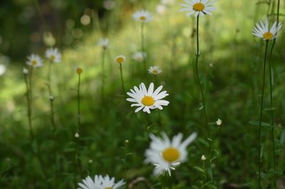 Close-up of white daisy flowers blooming in field