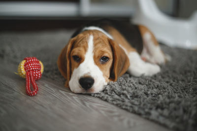 Close-up portrait of dog relaxing at home