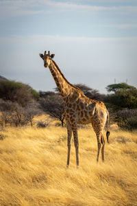 Southern giraffe stands eyeing camera in grass