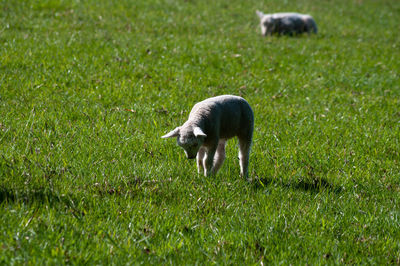 Young lamb playing in field with another out of focus watching from behind. 