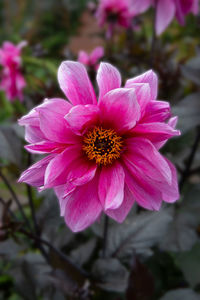 Close-up of pink flower