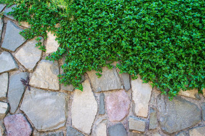 Close-up of ivy growing on tree