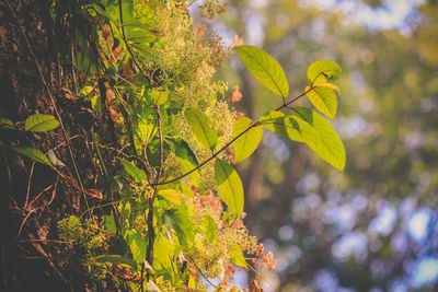 Close-up of leaves on tree