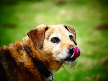 Close-up of dog