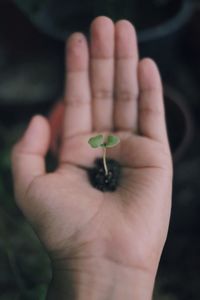 Close-up of hand holding small plant