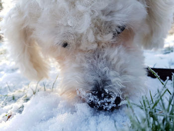 Close-up of dog during winter