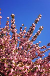 Low angle view of flower tree against blue sky