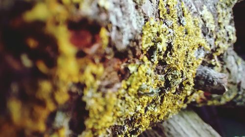 Close-up of tree trunk