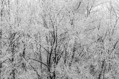 Bare trees on snow covered land