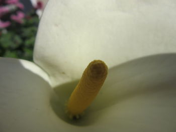 Close-up of white flower