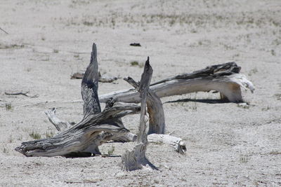 Driftwood on beach