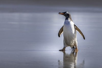 Bird on a lake