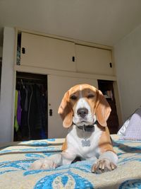 Portrait of dog relaxing on bed at home