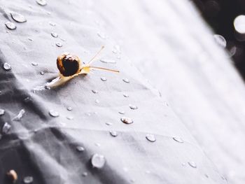 Snail on wet tent